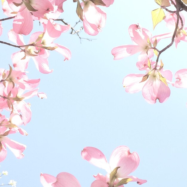 Photo close-up of flowers against the sky