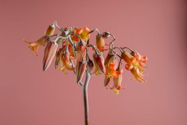 Foto close-up di fiori contro il muro