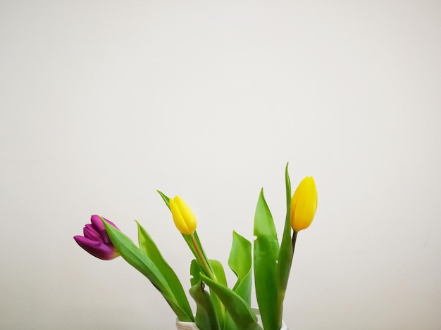 白い背景の花のクローズアップ