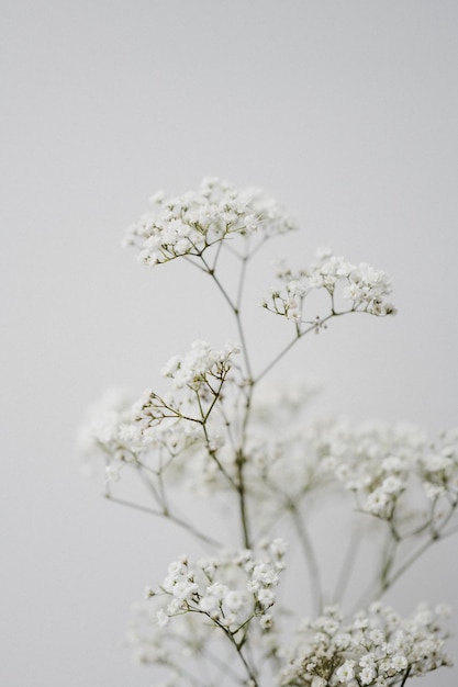 Foto close-up di fiori su sfondo bianco