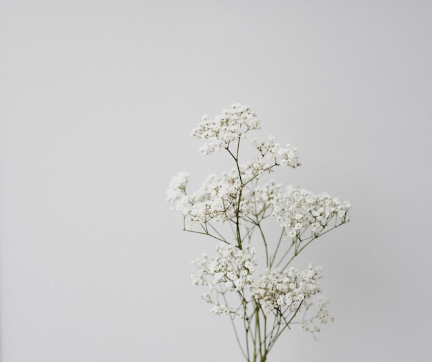 Close-up of flowers against white background