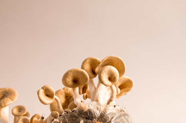 Photo close-up of flowers against white background