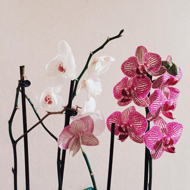 Photo close-up of flowers against white background