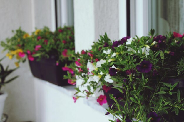 Close-up of flowers against window