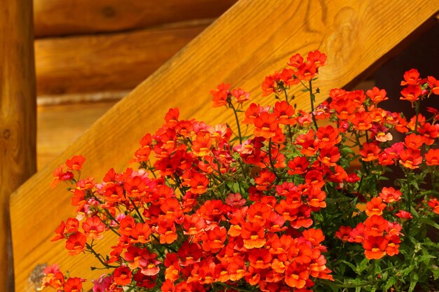 Close-up of flowers against wooden wall