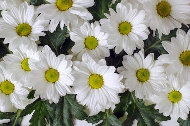 흰색 배경에 가을 Levcantemella 카모마일의 클로즈업 꽃