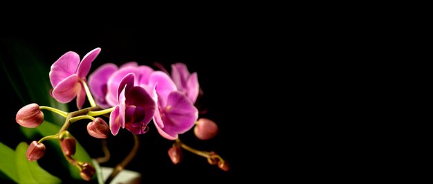 Photo close-up of flowers over black background