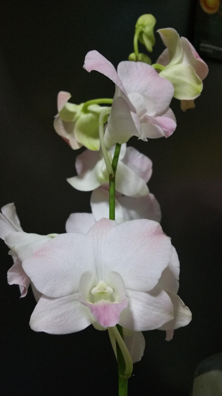 Photo 黒い背景の花のクローズアップ
