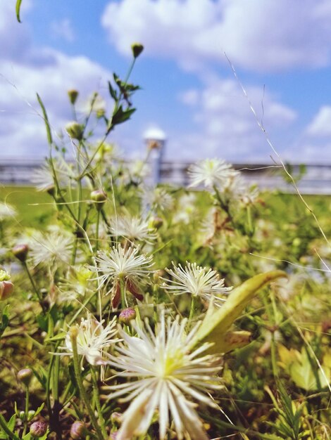 Close-up of flowers blooming on field against sky