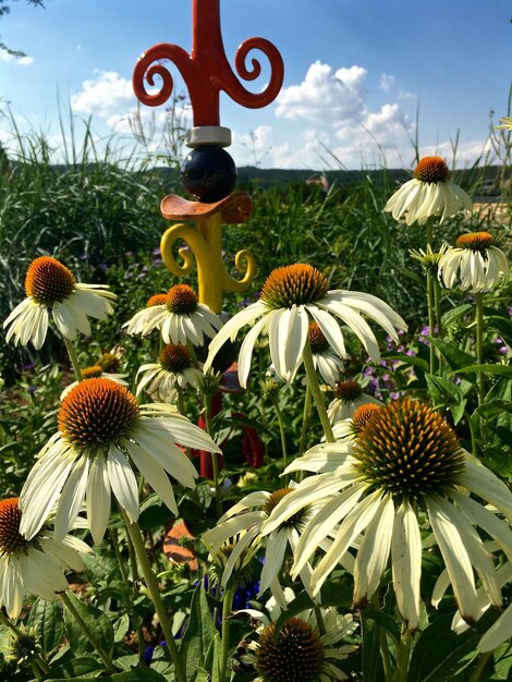 Foto close-up di fiori che fioriscono sul campo contro il cielo