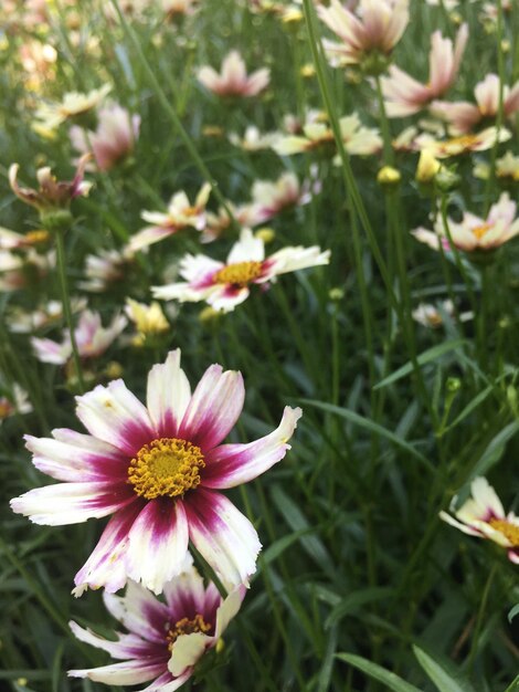 Close-up of flowers blooming in field