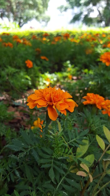 Close-up of flowers blooming in field