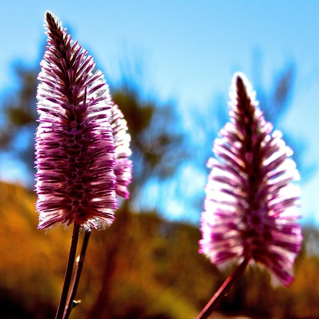 Close-up of flowers blooming on field