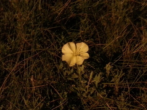 Close-up of flowers blooming in field