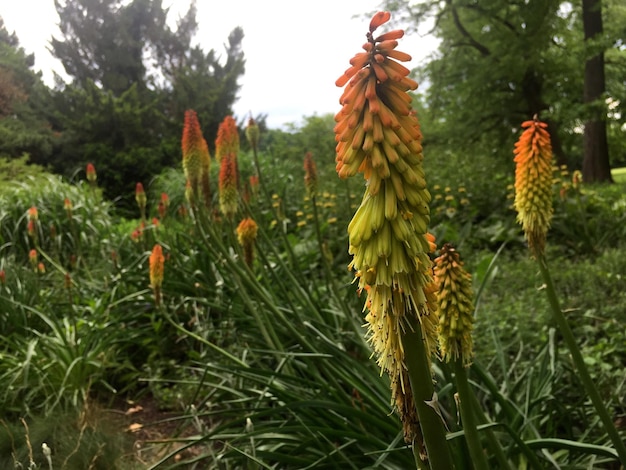 Photo close-up of flowers blooming on field