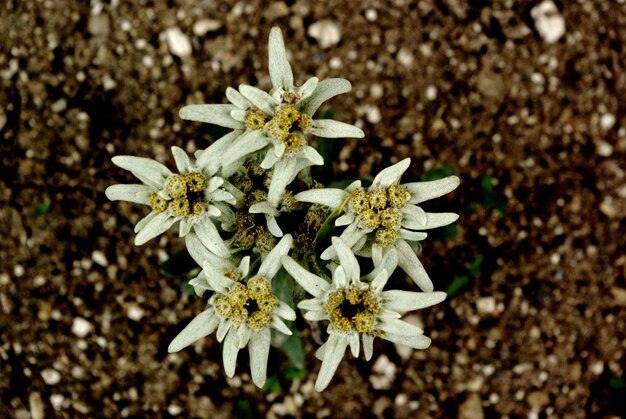 Close-up of flowers blooming on field