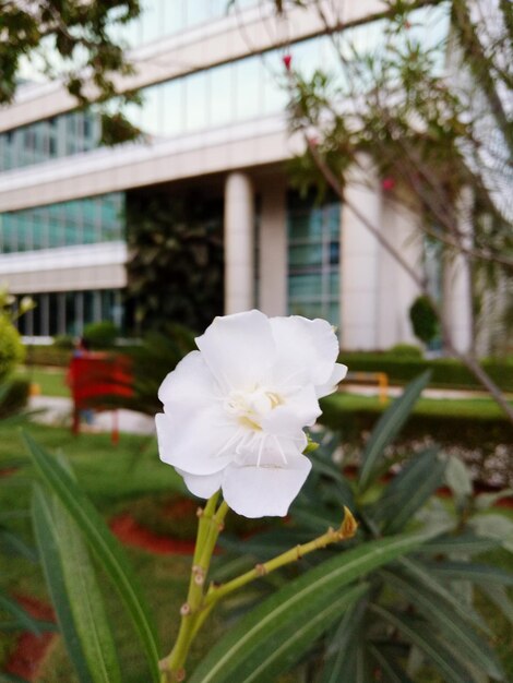 Close-up of flowers blooming in garden