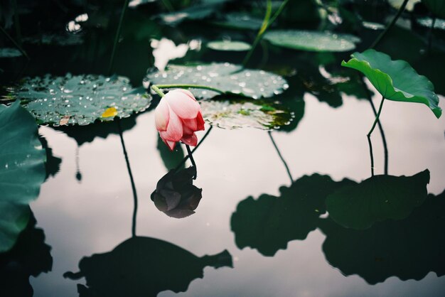 Photo close-up of flowers blooming in lake