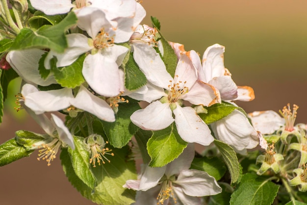 Foto close-up di fiori che fioriscono all'aperto