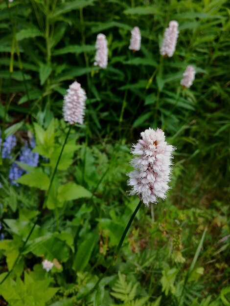 Close-up of flowers blooming outdoors