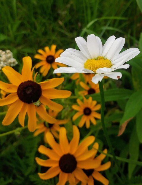 Close-up of flowers blooming outdoors