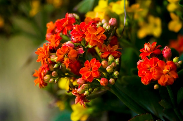 Close-up of flowers blooming outdoors