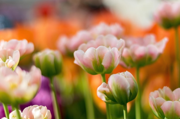 Close-up of flowers blooming outdoors