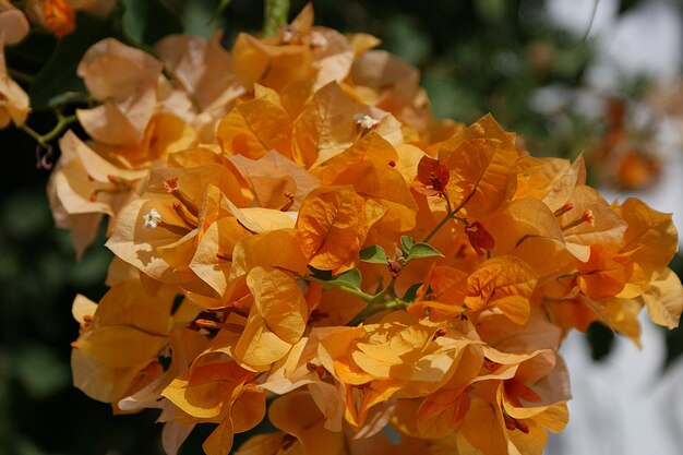 Close-up of flowers blooming outdoors