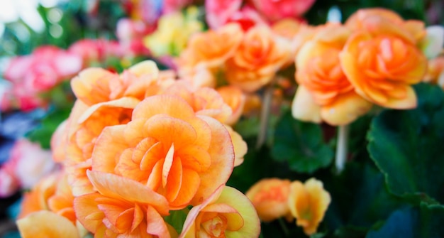 Close-up of flowers blooming outdoors