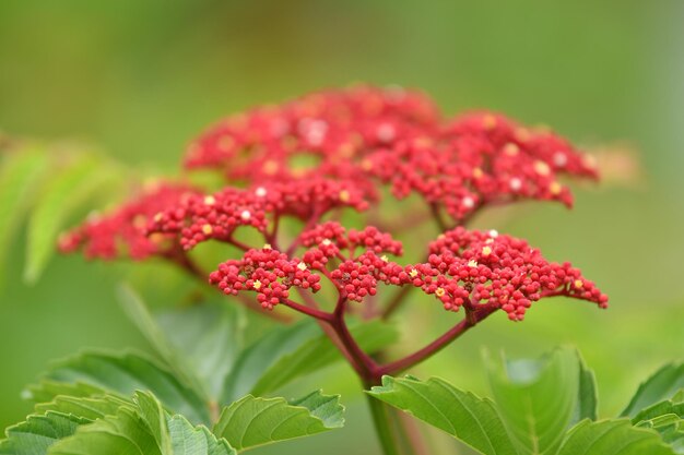 Foto primo piano dei fiori che sbocciano all'aperto