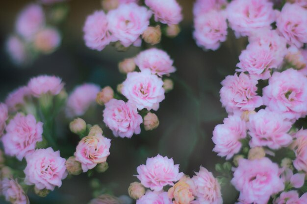 Close-up of flowers blooming outdoors