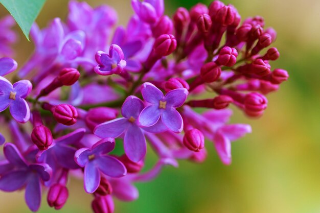 Close-up of flowers blooming outdoors