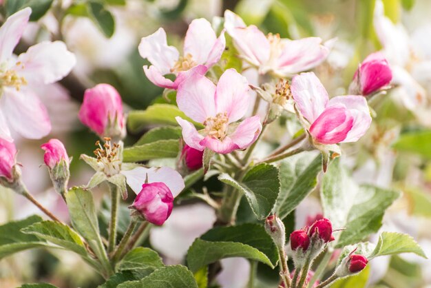 Foto close-up di fiori che fioriscono all'aperto