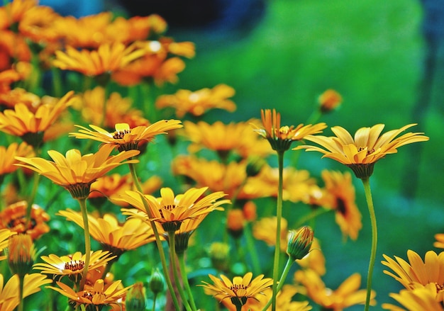 Photo close-up of flowers blooming outdoors