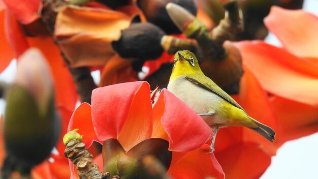 Foto close-up di fiori che fioriscono all'aperto