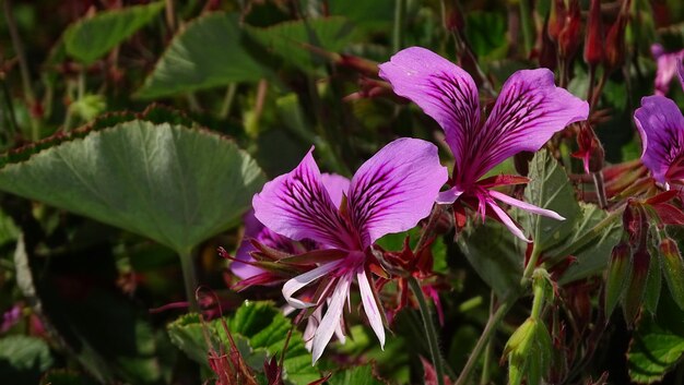 Foto close-up di fiori che fioriscono all'aperto