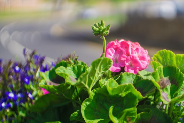 Close-up of flowers blooming outdoors