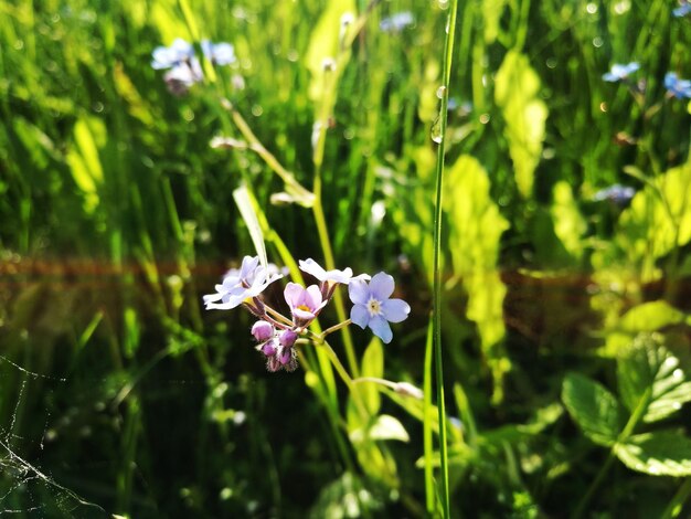 Close-up of flowers blooming outdoors