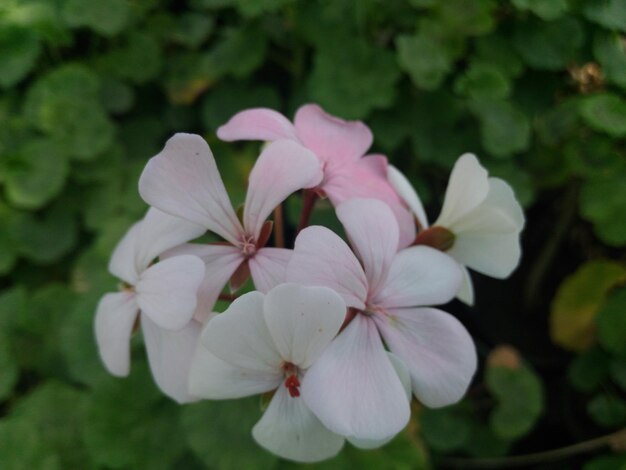 Close-up of flowers blooming outdoors