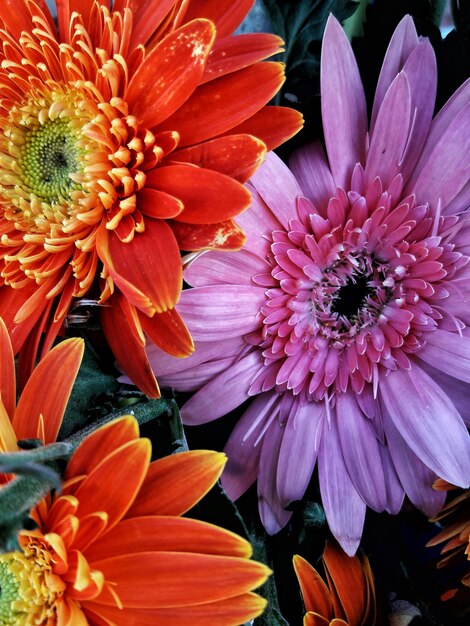 Close-up of flowers blooming outdoors