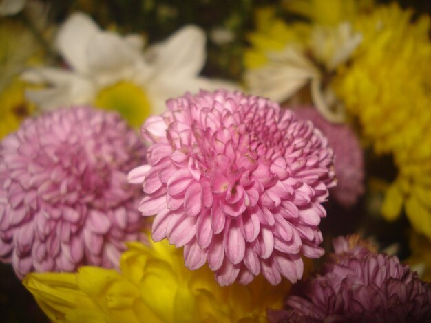 Close-up of flowers blooming outdoors