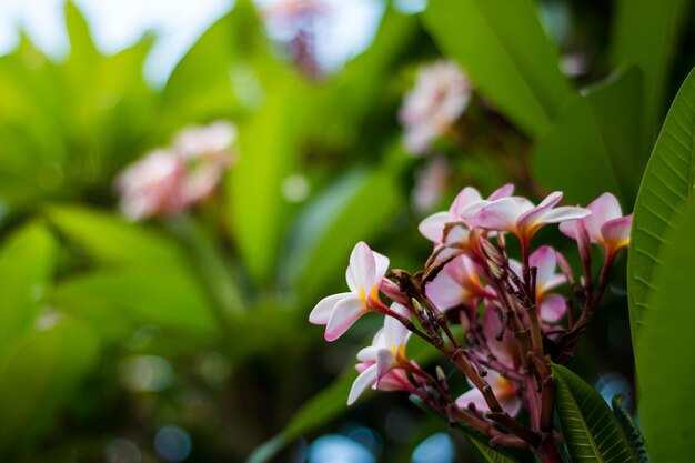 Close-up of flowers blooming outdoors