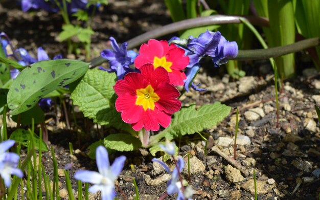 Close-up of flowers blooming outdoors