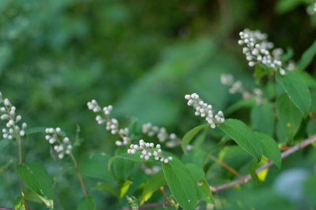 Close-up of flowers blooming outdoors