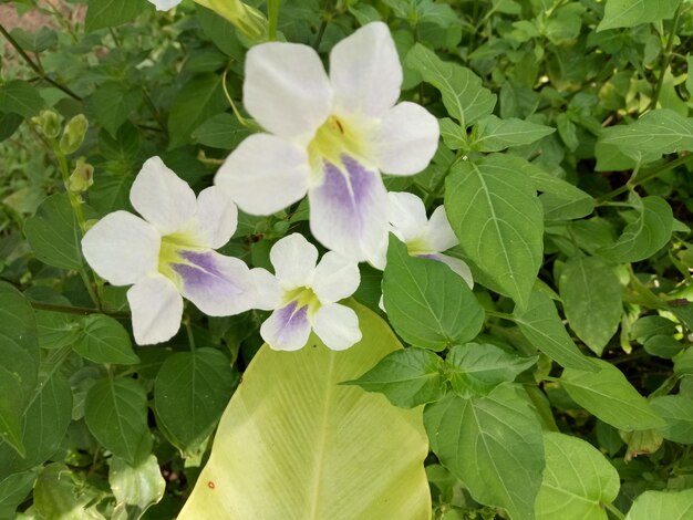 Close-up of flowers blooming outdoors