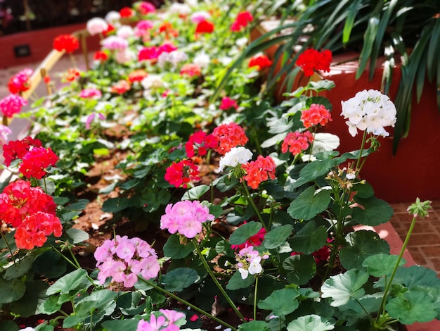 外でいている花のクローズアップ