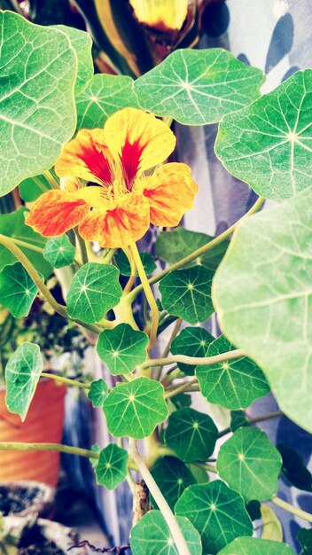 Close-up of flowers blooming outdoors