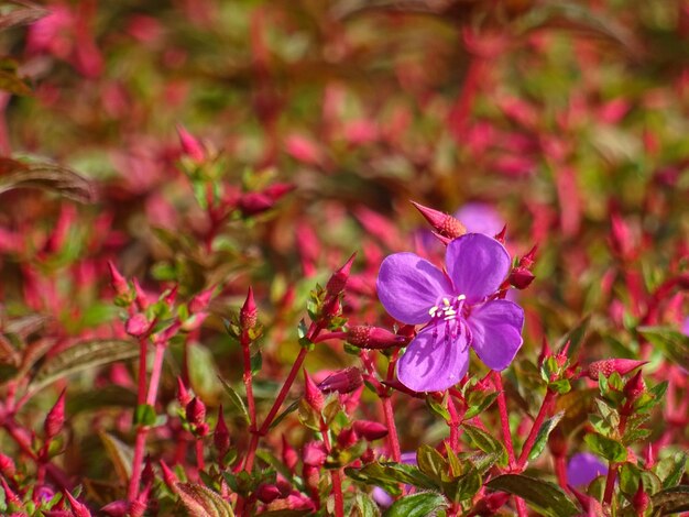 Close-up of flowers blooming outdoors