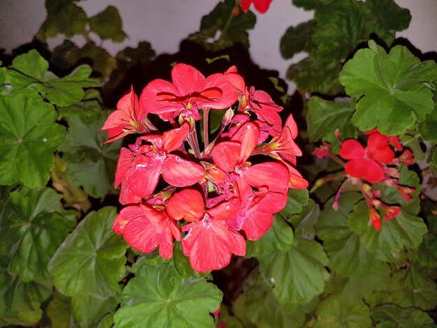 Photo close-up of flowers blooming outdoors