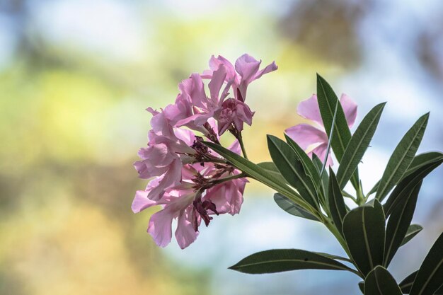 外でいている花のクローズアップ